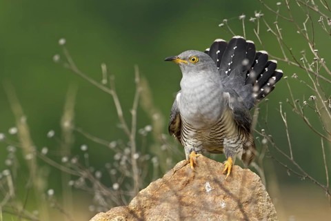 Common Cuckoo (Cuculus canorus) male, Saxony, Germany