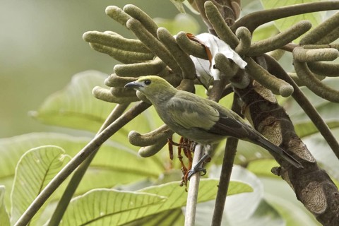 Palm Tanager (Thraupis palmarum), Costa Rica