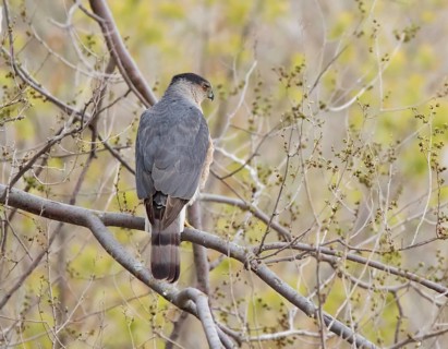 Cooper's Hawk, Accipiter cooperii, perched on branch, in Saskatoon, Saskatchewan, Canada