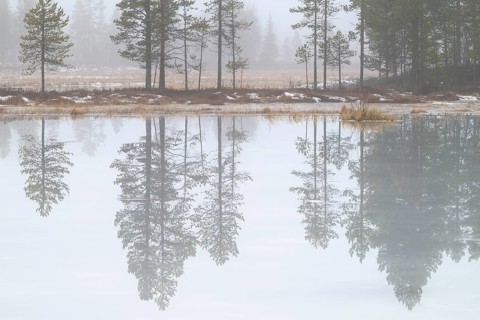 Pine trees are reflected in a swamp lake in fog, Gällivare, Norrbotten, Lapland, Sweden, October
