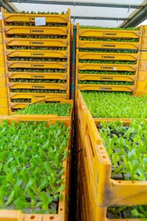 Lettuce plants, in press pots, they are planted in a field with a planting machine, agriculture,