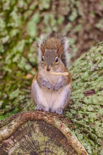 American grey squirrel (Sciurus carolinensis), sitting on a moss-covered tree trunk in the forest,