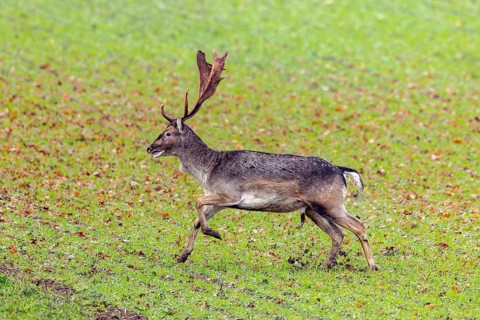 European fallow deer (Dama dama) buck / male running over field / farmland in autumn / fall