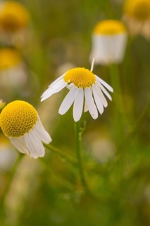 Chamomile flowers in close-up detail in natural light