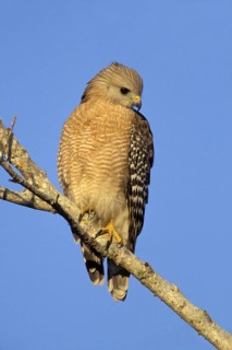 Red-shouldered Hawk (Buteo lineatus), Texas, USA