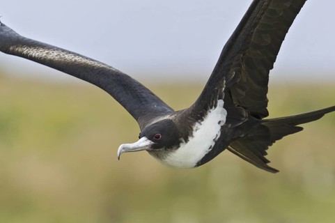 Great Frigatebird (Fregata minor), Hawaii, USA