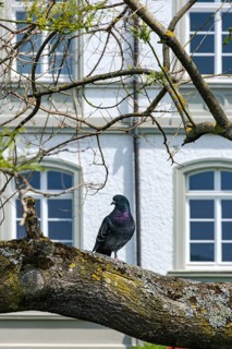 A city pigeon sits on the branch of a tree, riverside promenade Überlingen, Baden-Württemberg,