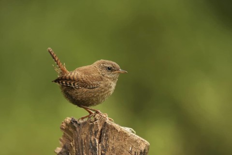 Eurasian Wren (Troglodytes troglodytes), Lower Saxony, Germany