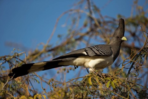 White-bellied Go-away-bird (Corythaixoides leucogaster) female perched on a branch, Oromia,