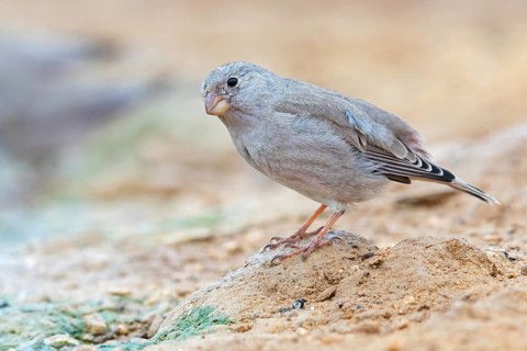 Desert Finch, Finch Family, Finch, Trumpeter Finch, (Rhodopechys githaginea), Roselin githagine,