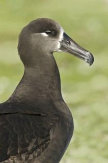 Black-footed Albatross (Phoebastria nigripes), Hawaii, USA