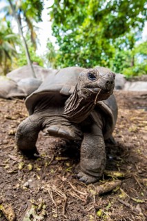 Giant Aldabra Seychelles tortoise (Aldabrachelys gigantea), Union Estate Park, La Digue, Republic