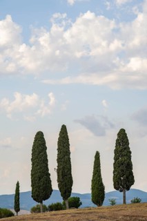 Tuscany landscape with cypresses and farmstead at sunrise, dawn, 'Podere Cipressini', San Quirico