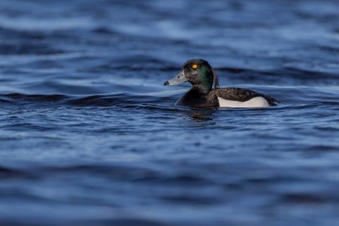 Tufted duck (Aythya fuligula), male, Vadsö, Varangerfjord, Norway