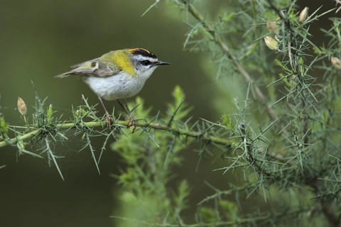 Common Firecrest (Regulus ignicapilla), Andalusia, Spain