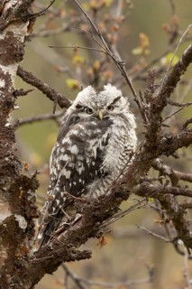 Northern Hawk-Owl (Surnia ulula) juvenile, Norway