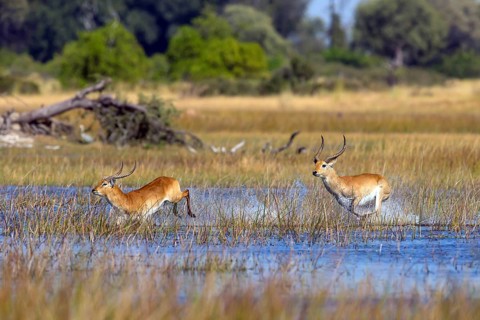 Red hartebeest (Kobus leche) ml, Okavango Delta, Botswana, Okavando Delta, Botswana