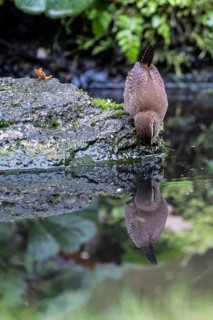 Eurasian wren (Troglodytes troglodytes) at the watering place, Emsland, Lower Saxony, Germany