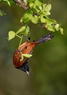 Orchard Oriole (Icterus spurius) hanging upside down on a branch, Texas, USA