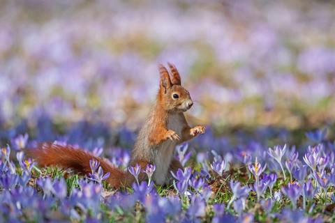 Squirrel, tree squirrel, sitting in a meadow with purple crocuses, crocus, spring, flowers,