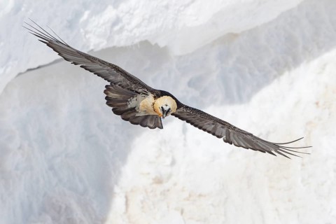 Bearded Vulture (Gypaetus barbatus) flying, Valais, Switzerland