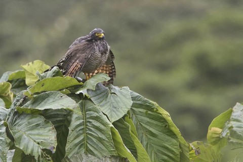 Roadside Hawk (Rupornis magnirostris), Ecuador