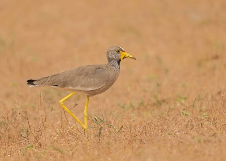 African Wattled Lapwing (Vanellus senegallus), Gambia