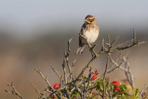 Reed Bunting - Rohrammer - Emberiza schoeniclus ssp. schoeniclus, Germany