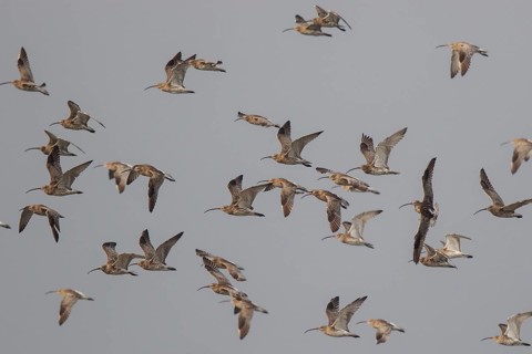 Eurasian Curlew (Numenius arquata) group flying, Netherlands