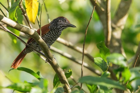 Chestnut-backed Antshrike (Thamnophilus palliatus) perched on a branch in the Atlantic rainforest