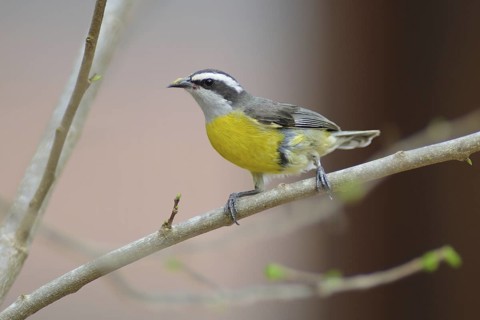 Bananaquit (Coereba flaveola), Pantanal, Brazil