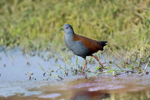 Black-tailed Crake (Porzana bicolor) foraging, Yunnan, China
