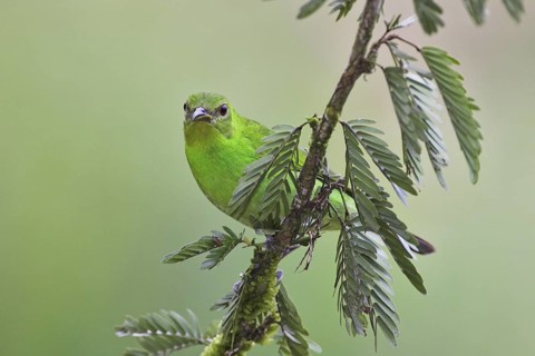 Green Honeycreeper (Chlorophanes spiza) female, Costa Rica