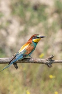 European bee-eater (merops apiaster) on a branch in spring. Kaiserstuhl, Freiburg im Breisgau,