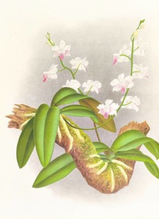 Orchid, Phalaenopsis esmeralda var candidula, authentic reproduction of an illustration by Jean