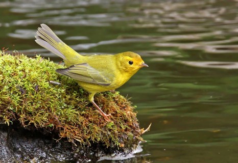 A female Wilson's Warbler, Wilsonia pusilla bathing in a backyard pond in Saskatoon, Saskatchewan,