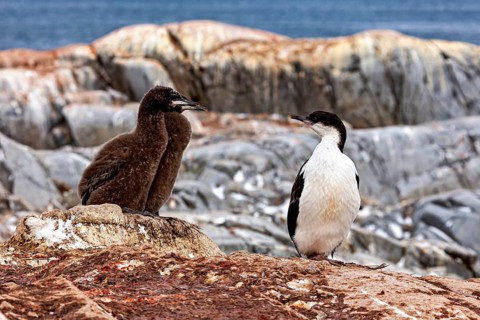A chick and an adult bird sitting on rocks in front of a rocky coastal landscape, The Blue-eyed