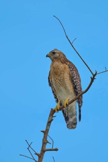 Red-shouldered Hawk (Buteo lineatus), on branch in front of blue sky, Orlando Wetlands, Christmas,