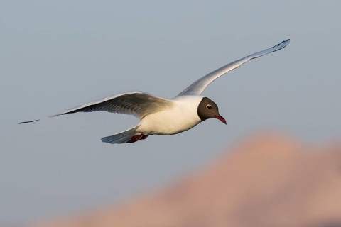 Black-headed Gull (Chroicocephalus ridibundus) flying, Eilat, Israel