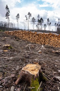 Cleared forest in the Arnsberg Forest near Warstein-Sichtigvor, Soest district, wood pile, site of