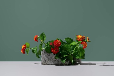 Vibrant red and yellow flowers of Lantana camara, an evergreen shrub from the Verbenaceae family,