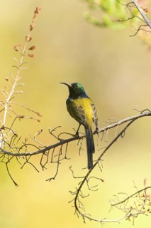 Orange-breasted Sunbird (Anthobaphes violacea) male, South Africa