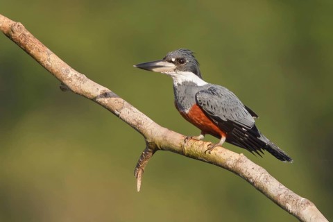 Ringed Kingfisher (Megaceryle torquata), Ecuador