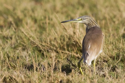 Squacco Heron (Ardeola ralloides), Oman
