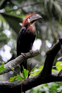 Black-helmeted Hornbill (Ceratogymna atrata), Club-tailed Hornbill, adult, female, perch, South