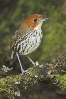 Chestnut-crowned Antpitta (Grallaria ruficapilla), Ecuador