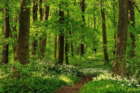 A picturesque path or forest path lined with white flowering wild garlic (Allium ursinum) leads