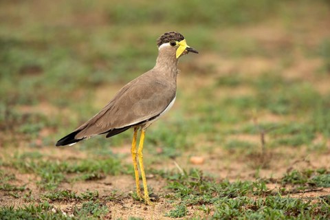 Yellow-wattled Lapwing (Vanellus malabaricus) perched on the ground, Udawalawe National Park, Sri