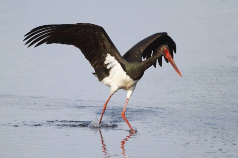 Black Stork (Ciconia nigra), Greece