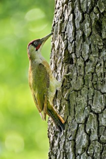 Green woodpecker (Picus viridis), male on a tree trunk, Canton Zug, Switzerland